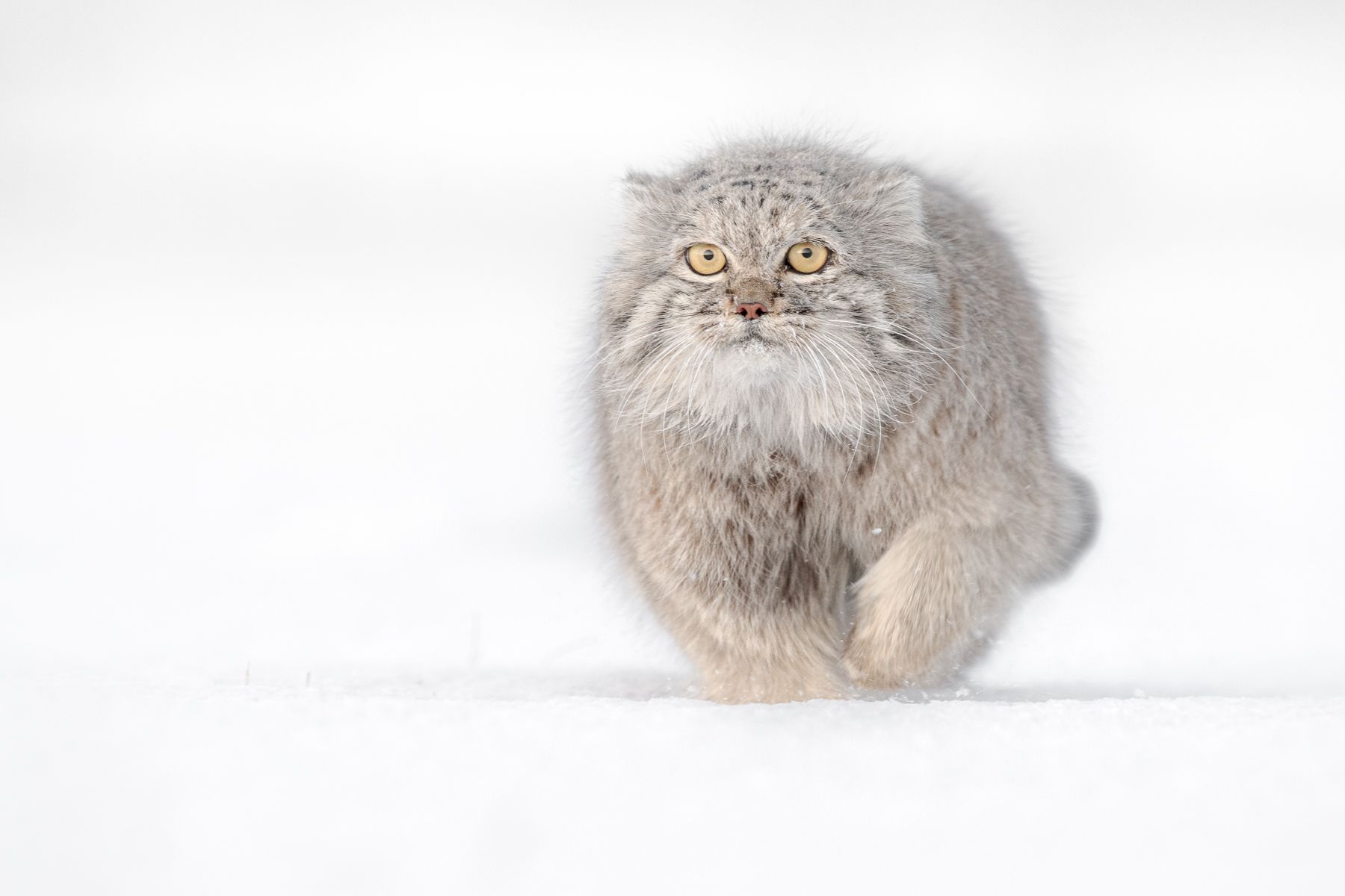 Pallas Cat in Snow in Winter in Mongolia