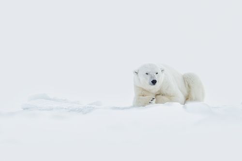 Polar Bear on the Sea Ice of Svalbard in Winter