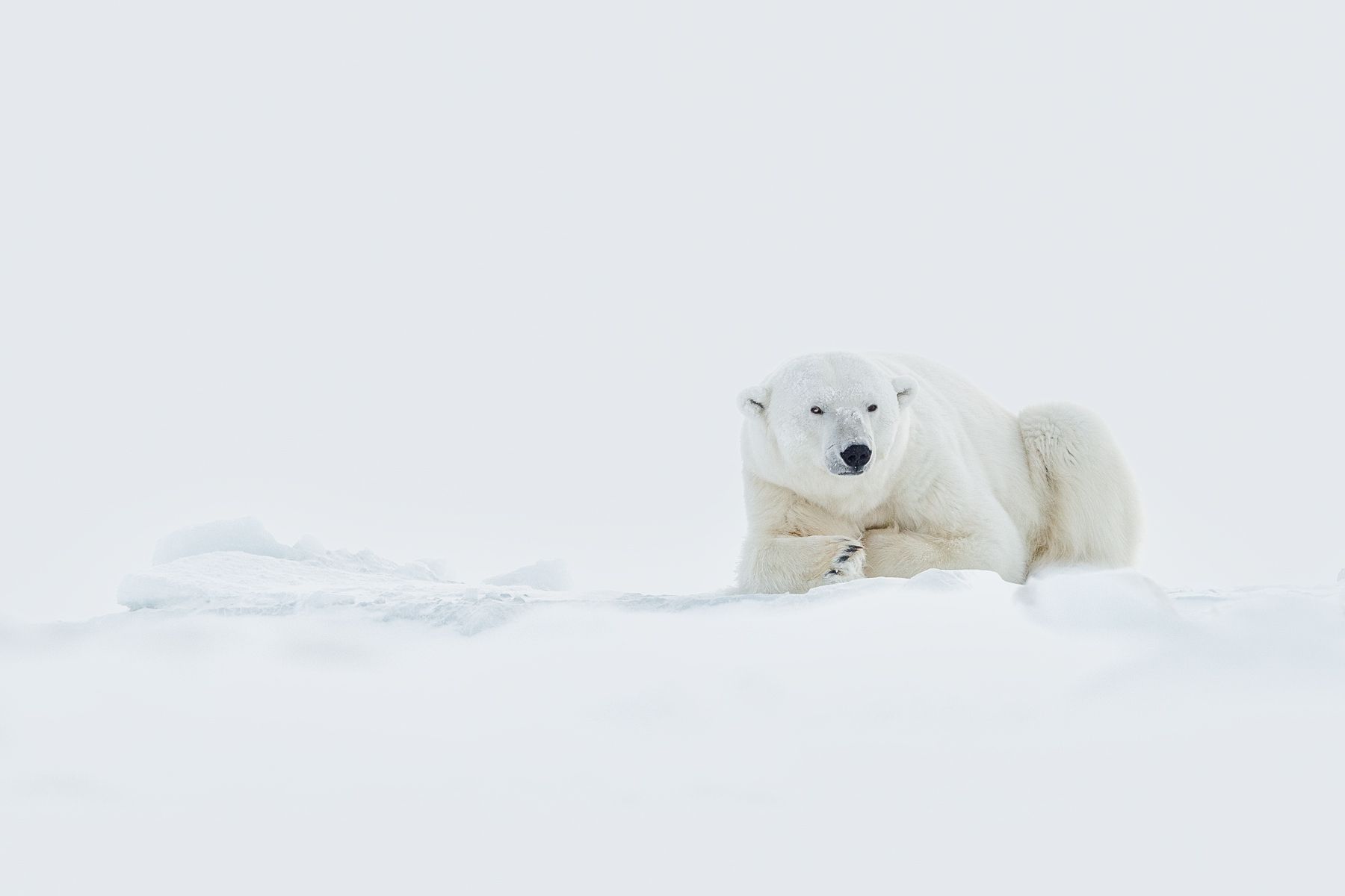 Polar Bear on the Sea Ice in Winter