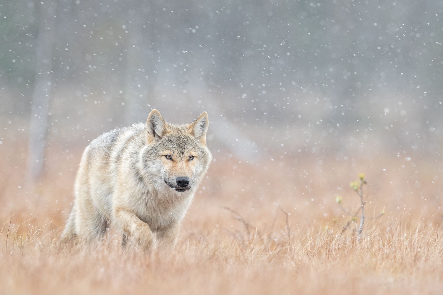 Wolf on the Finland border with Russia