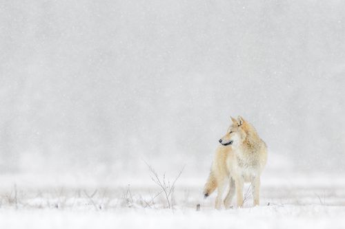 finlandwinter-2-holko.jpg