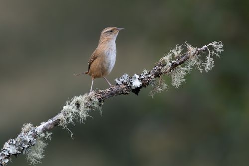 Grass Wren in Colombia