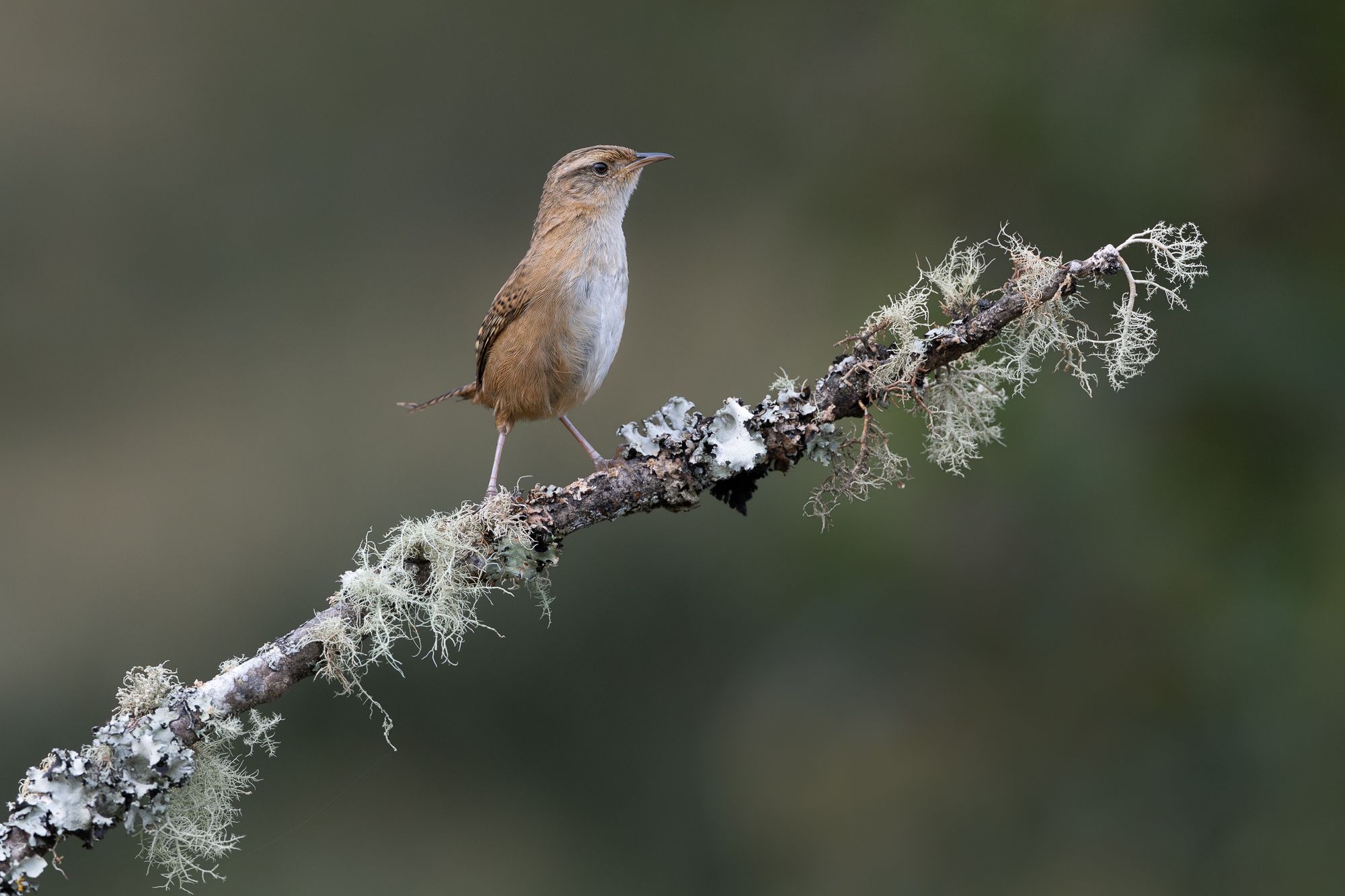 Grass Wren in Colombia