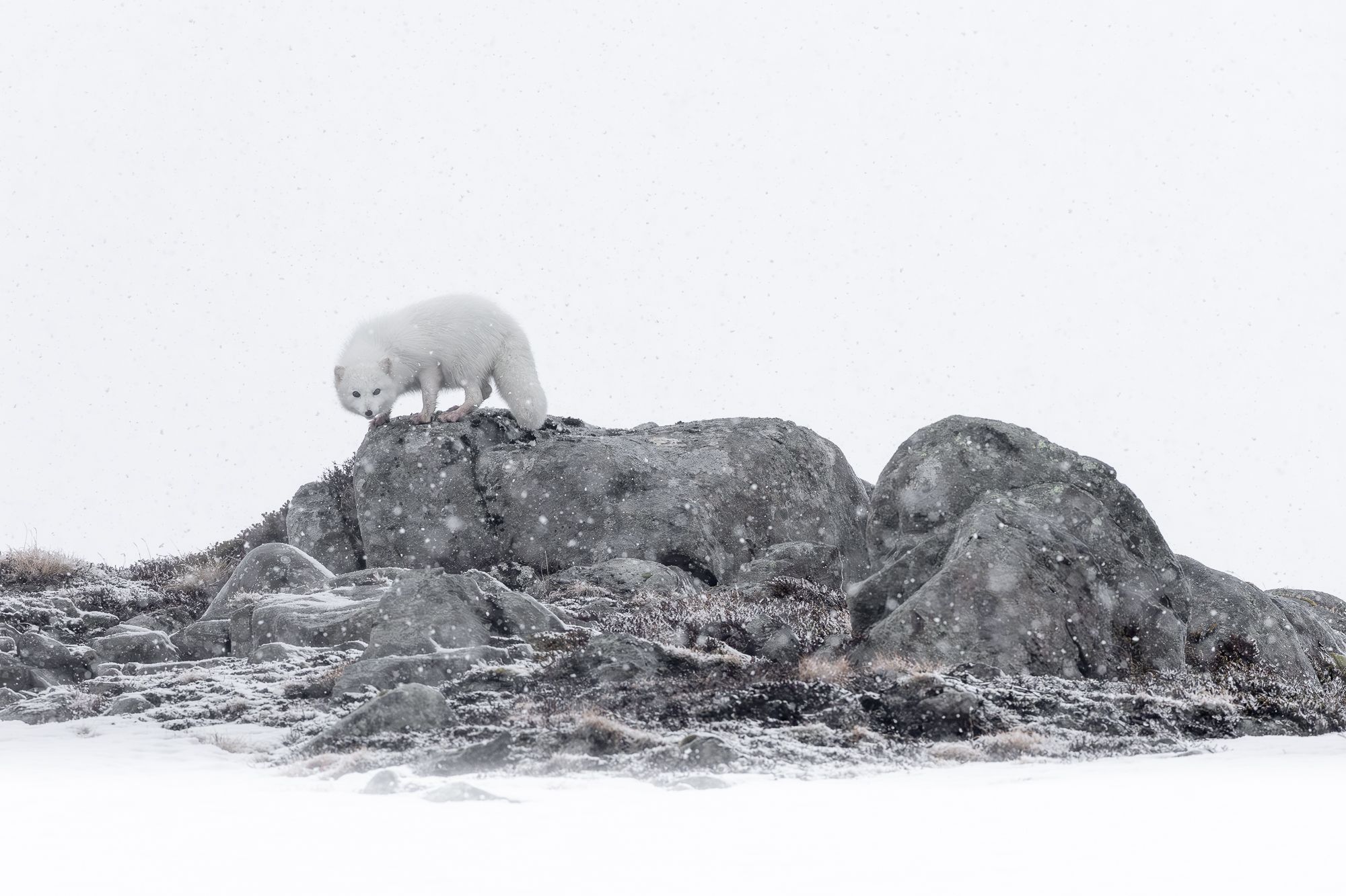 Arctic Fox on Rocks