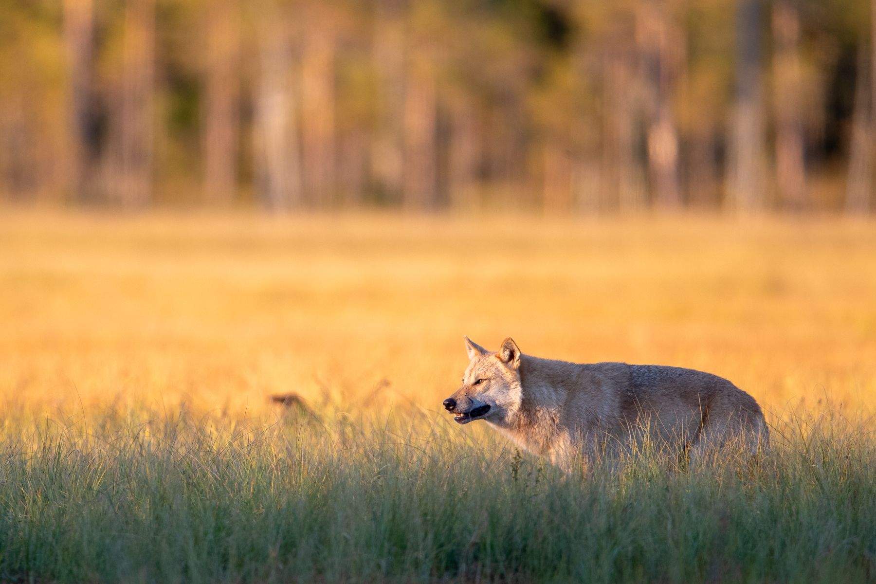 Wolverine in Finland