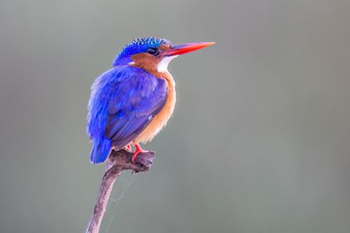 Malachite Kingfisher