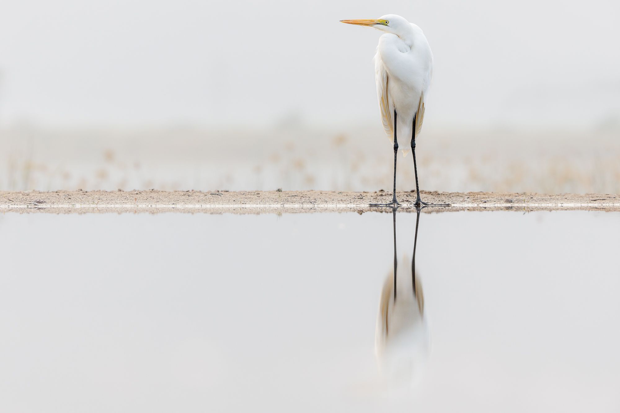 Great Egret