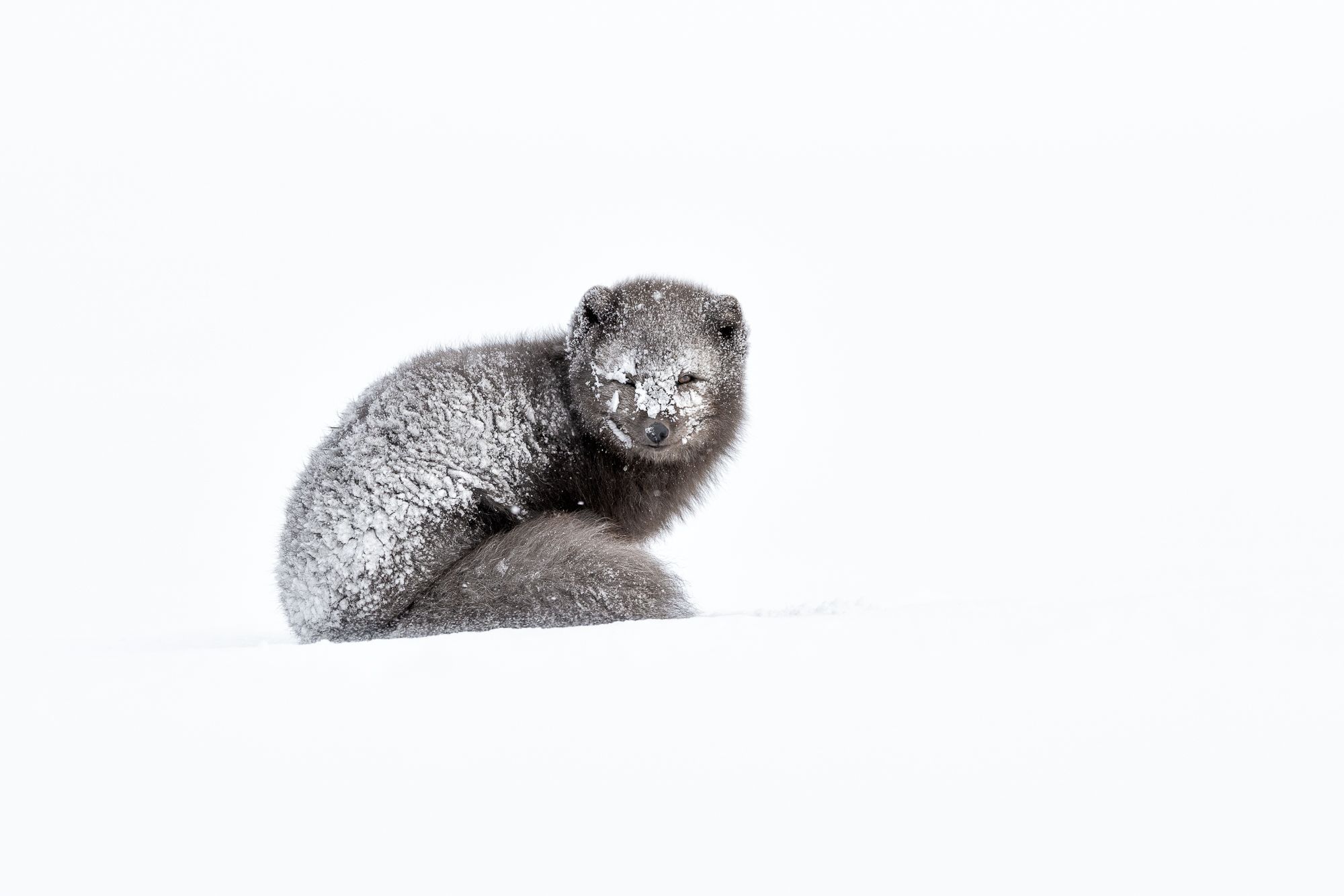 Blue Morph Arctic Fox