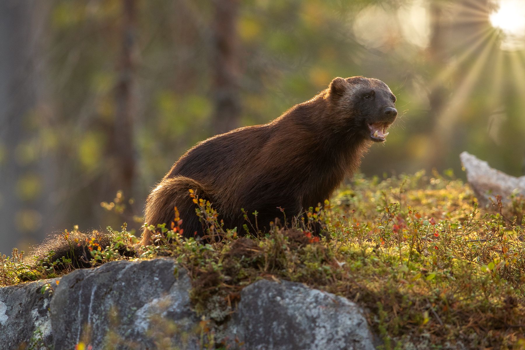 Wolverine in Finland