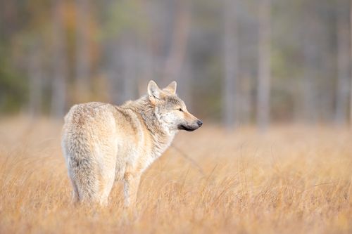 Wolf on the Finland border with Russia