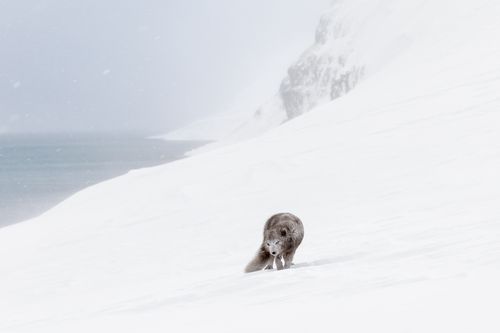 Arctic Fox Photography