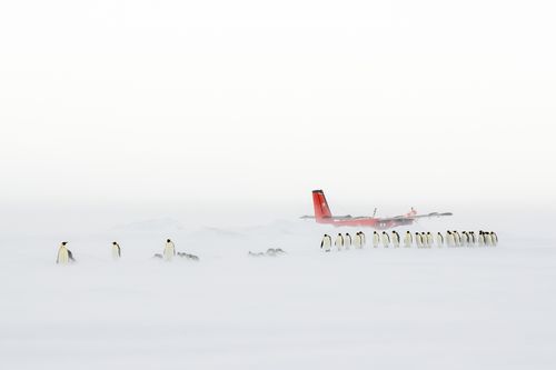 Emperor Penguins and Twin-Otter