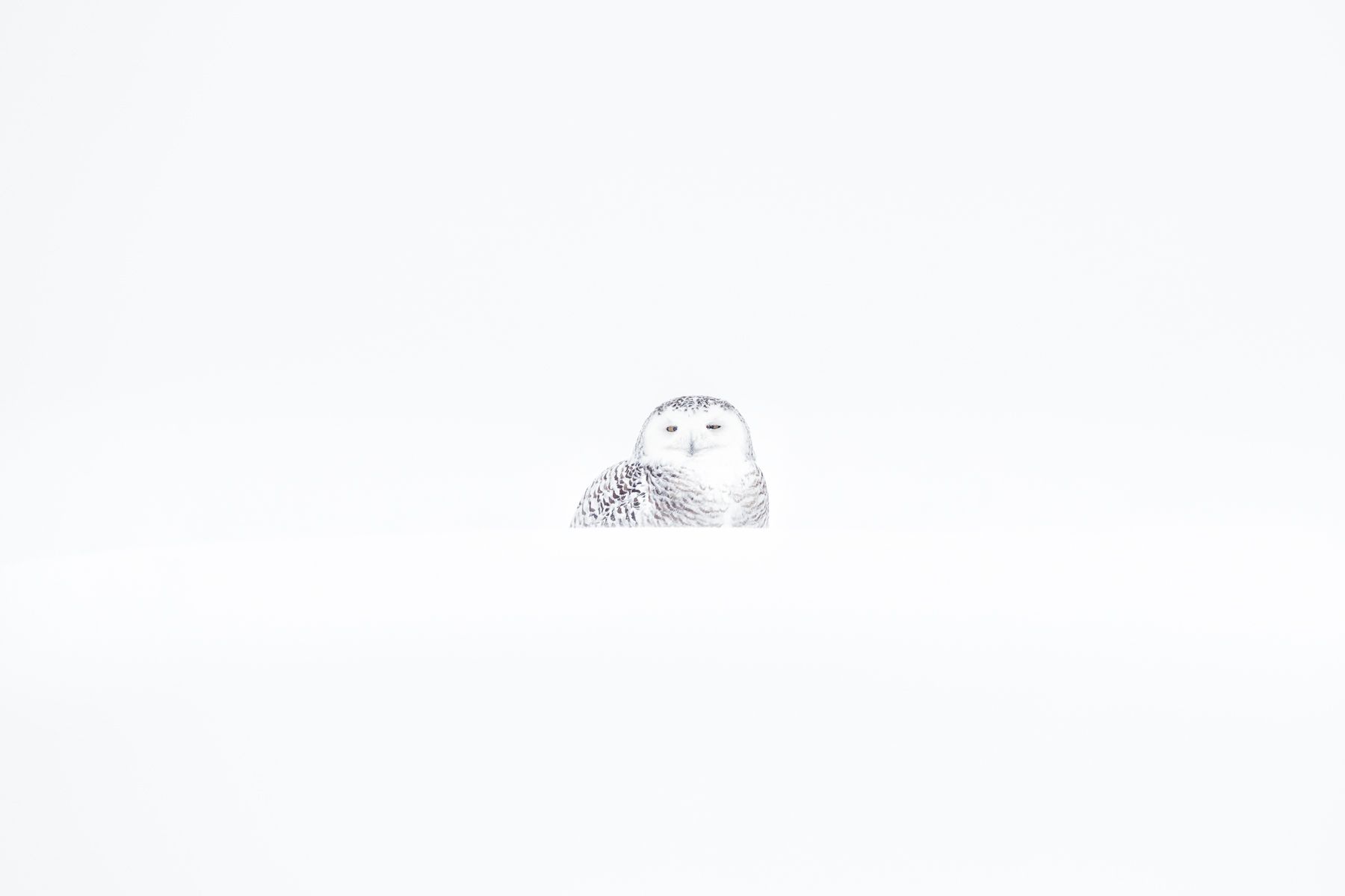 Snowy Owl Photograph by Joshua Holko