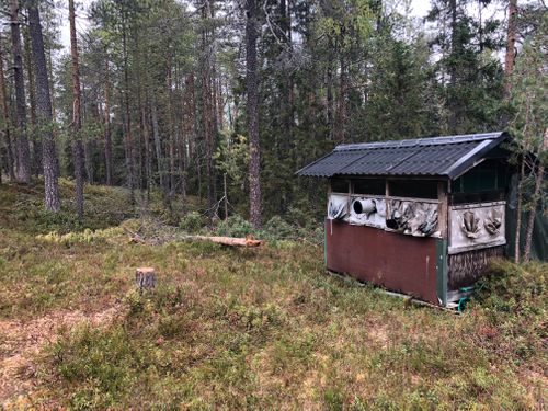 Finland Hide in Forest