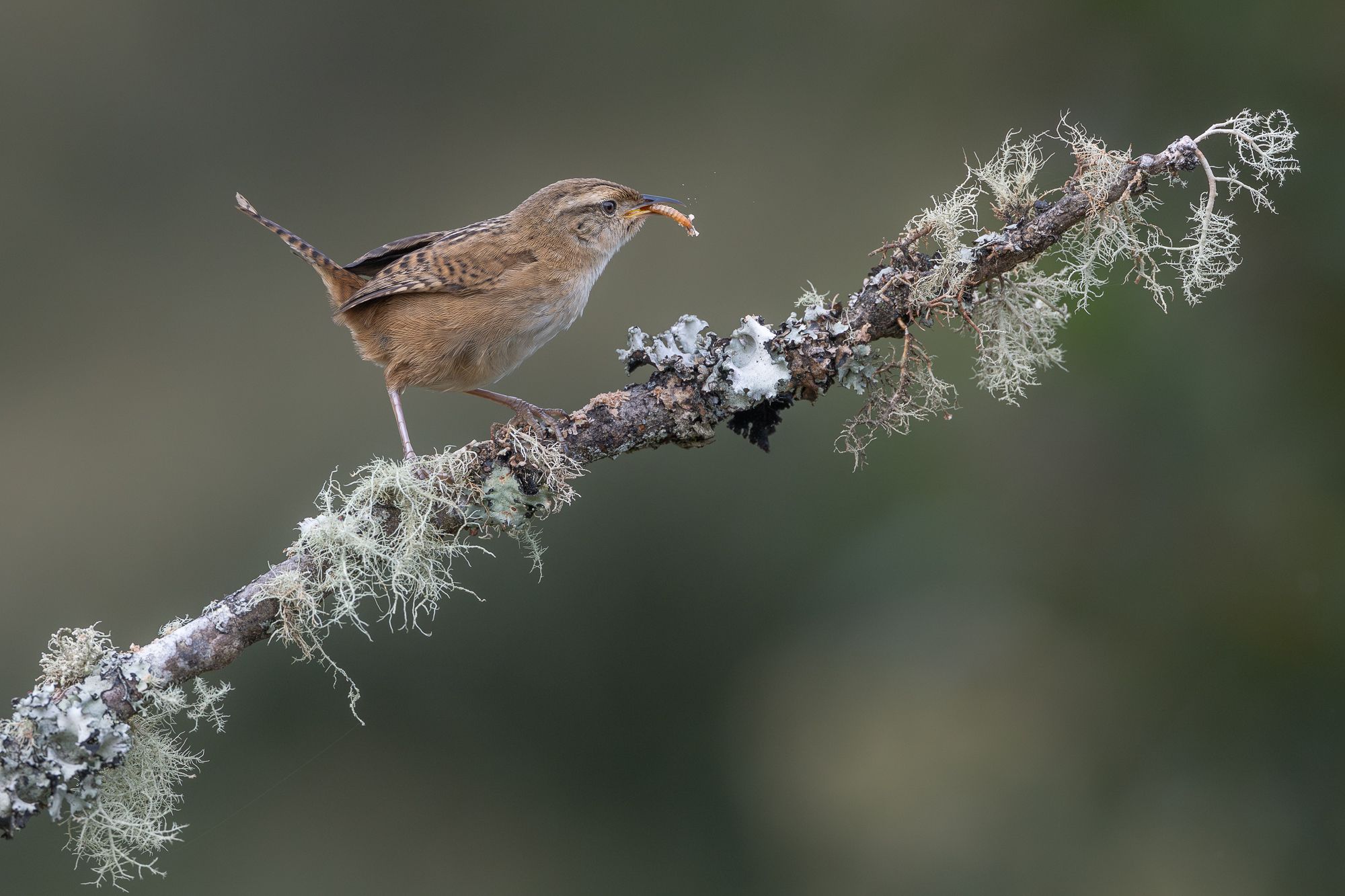 Grass Wren