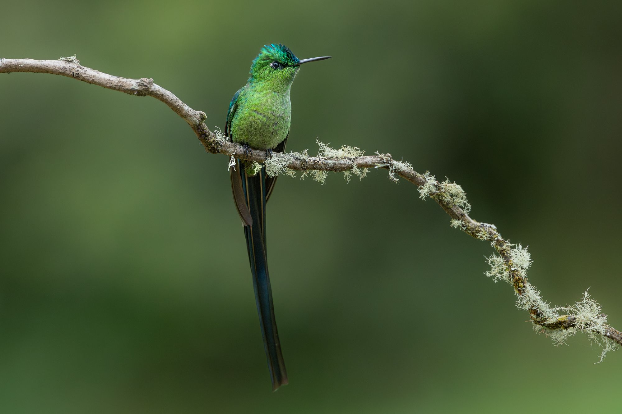 Long-tailed Sylph