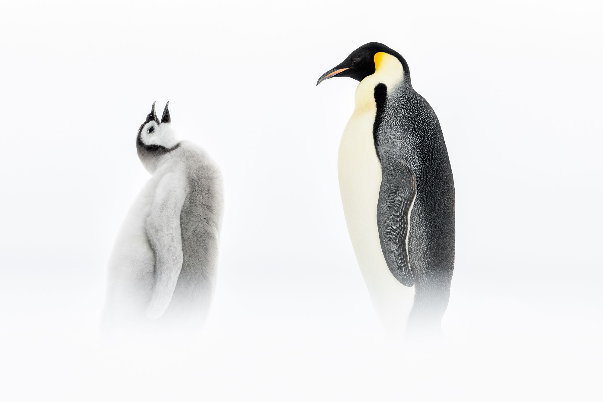 Emperor Penguin Chick and Adult in Antarctica
