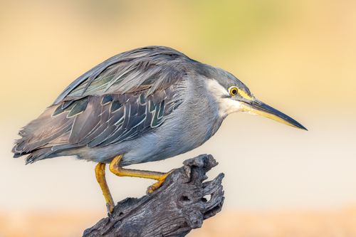 Green Heron