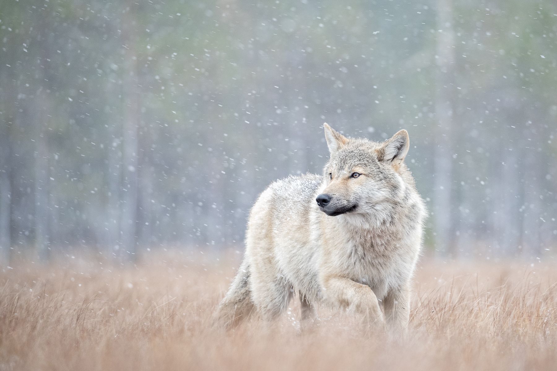 Wolf on the Finland border with Russia