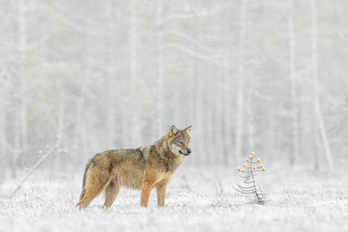 finlandwinter-15-holko.jpg
