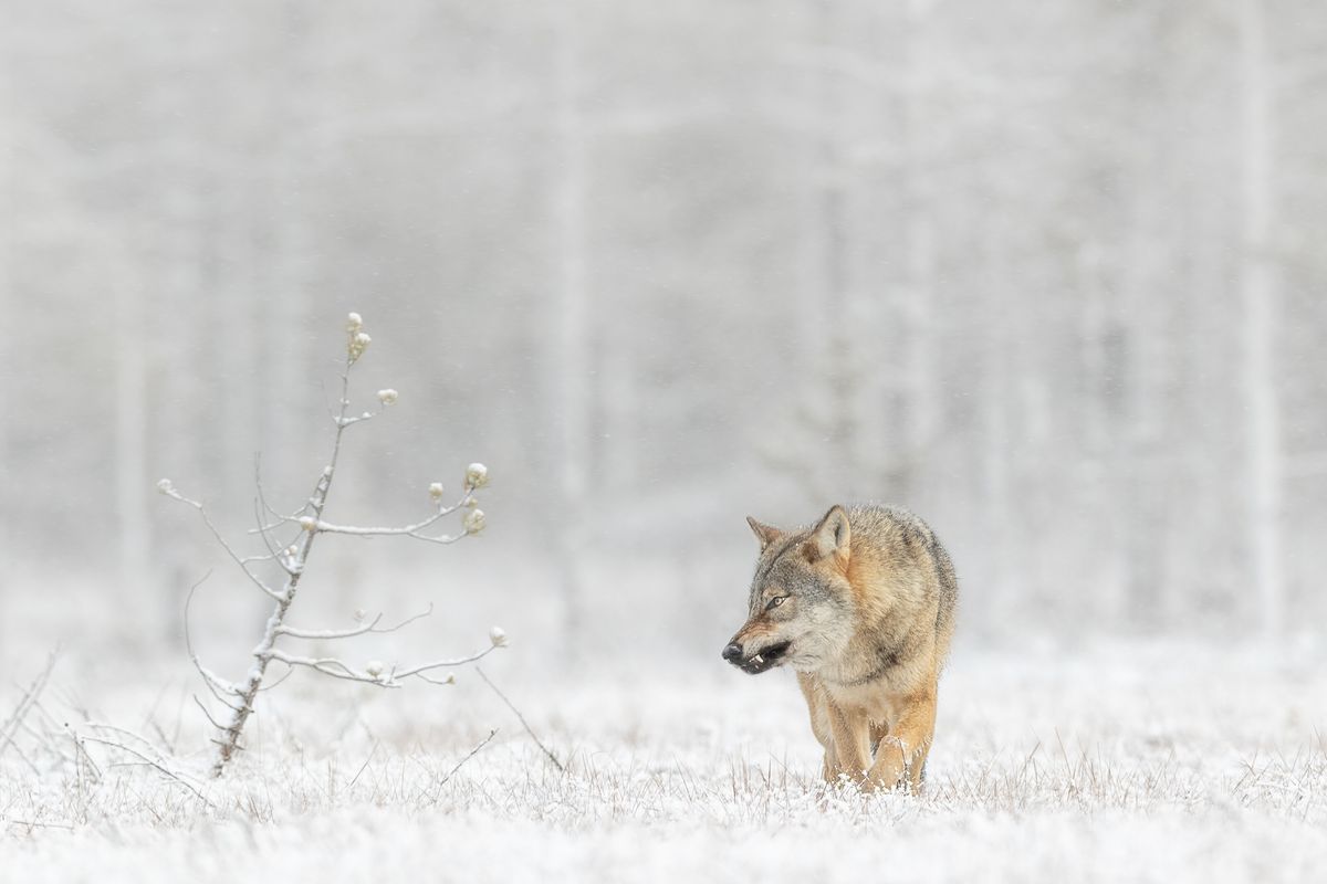 Finland-Winter-1.jpg
