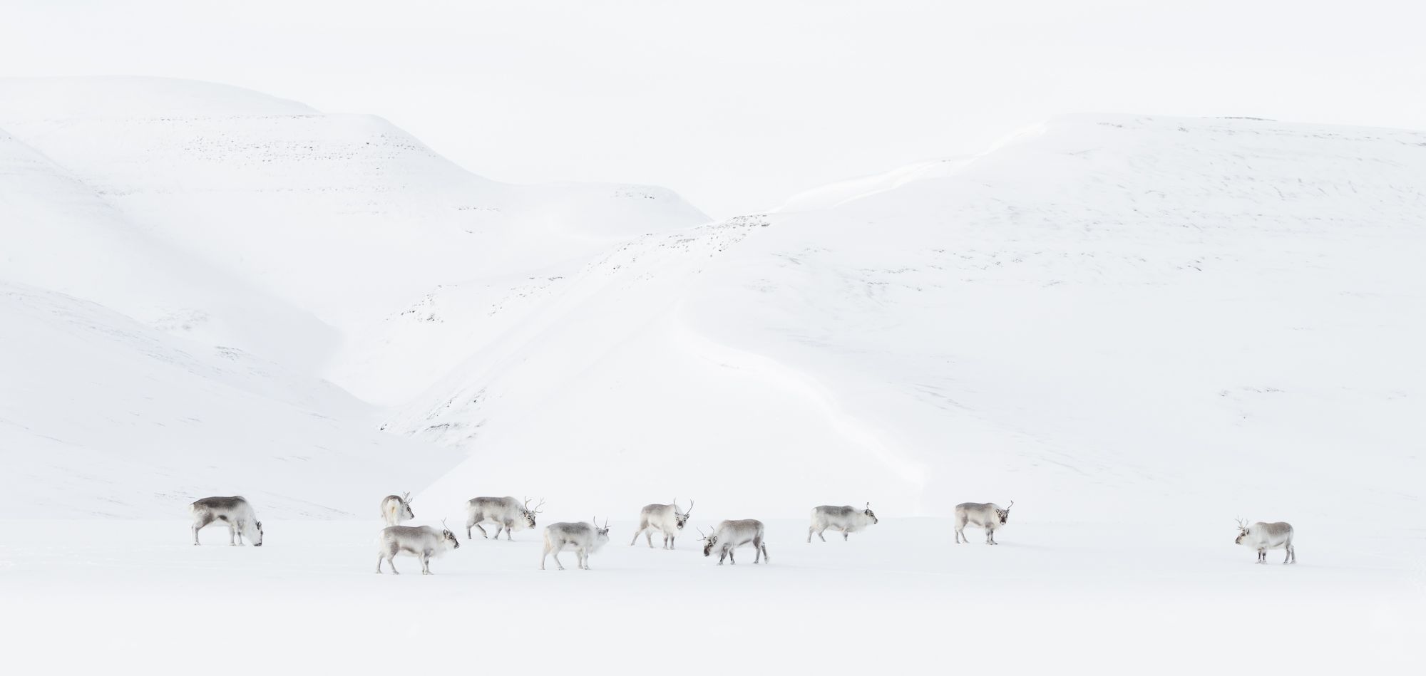 Reindeer in Snow in the Arctic