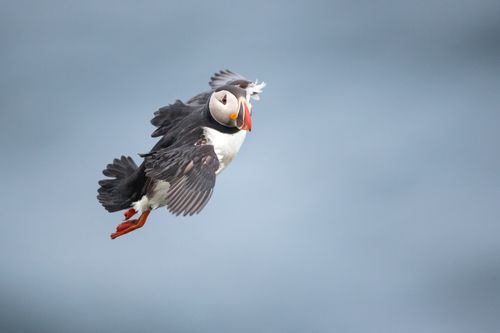 Atlantic Puffin 