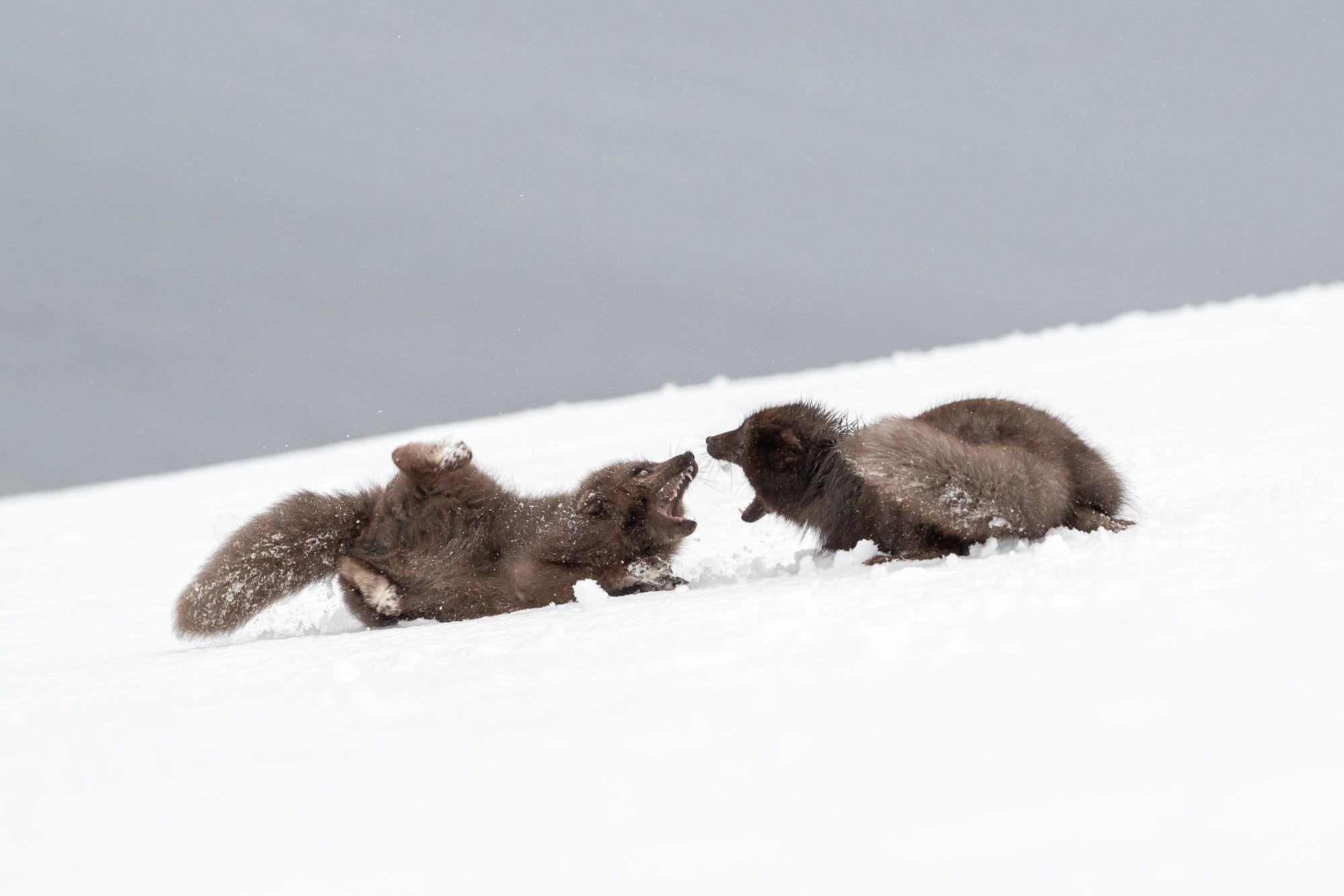Blue Morph Arctic Fox