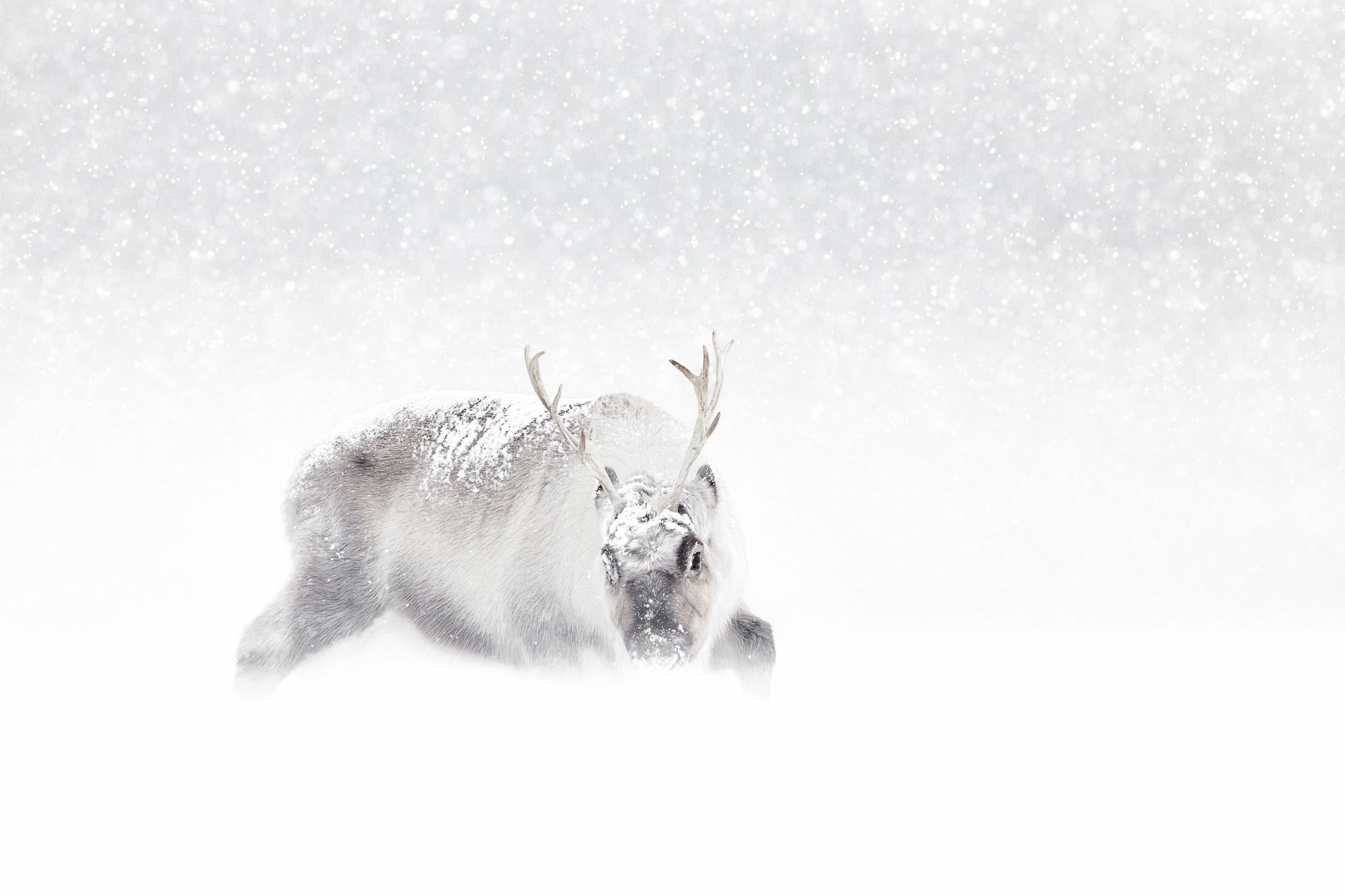 Reindeer in Snow in the Arctic