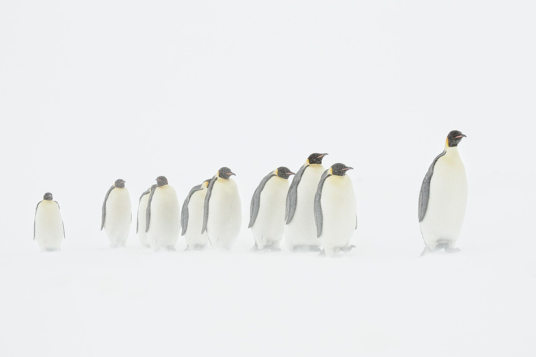 Emperor Penguin