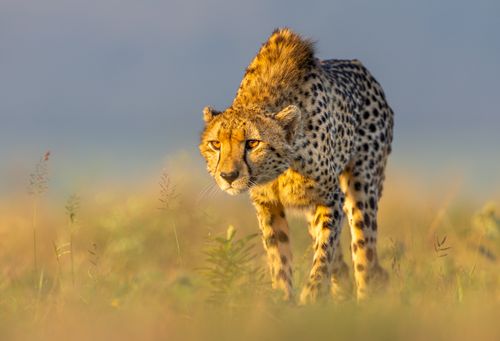 Cheetah on the Hunt