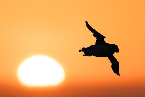 Atlantic Puffin Silhouette