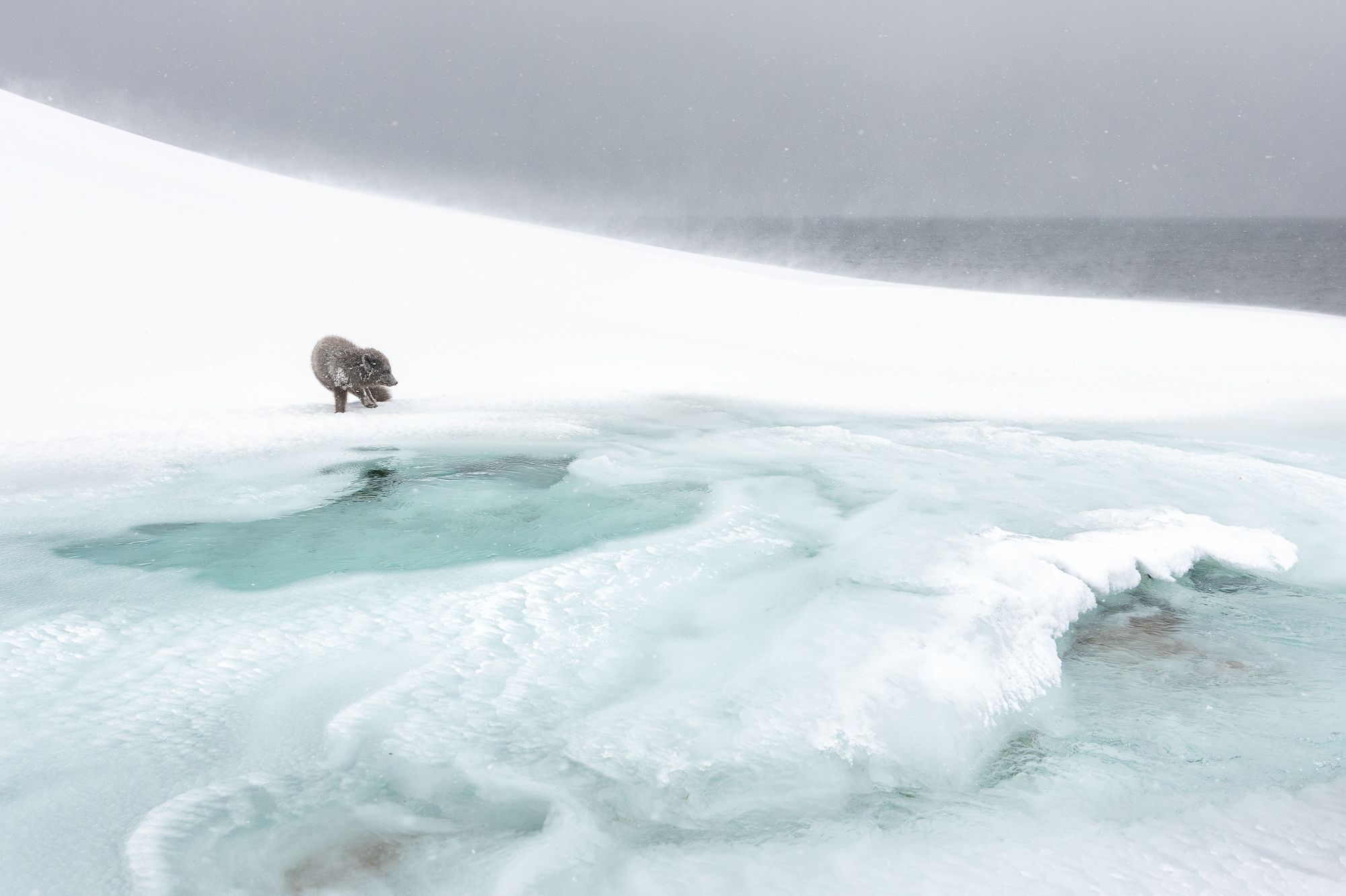 Blue Morph Arctic Fox