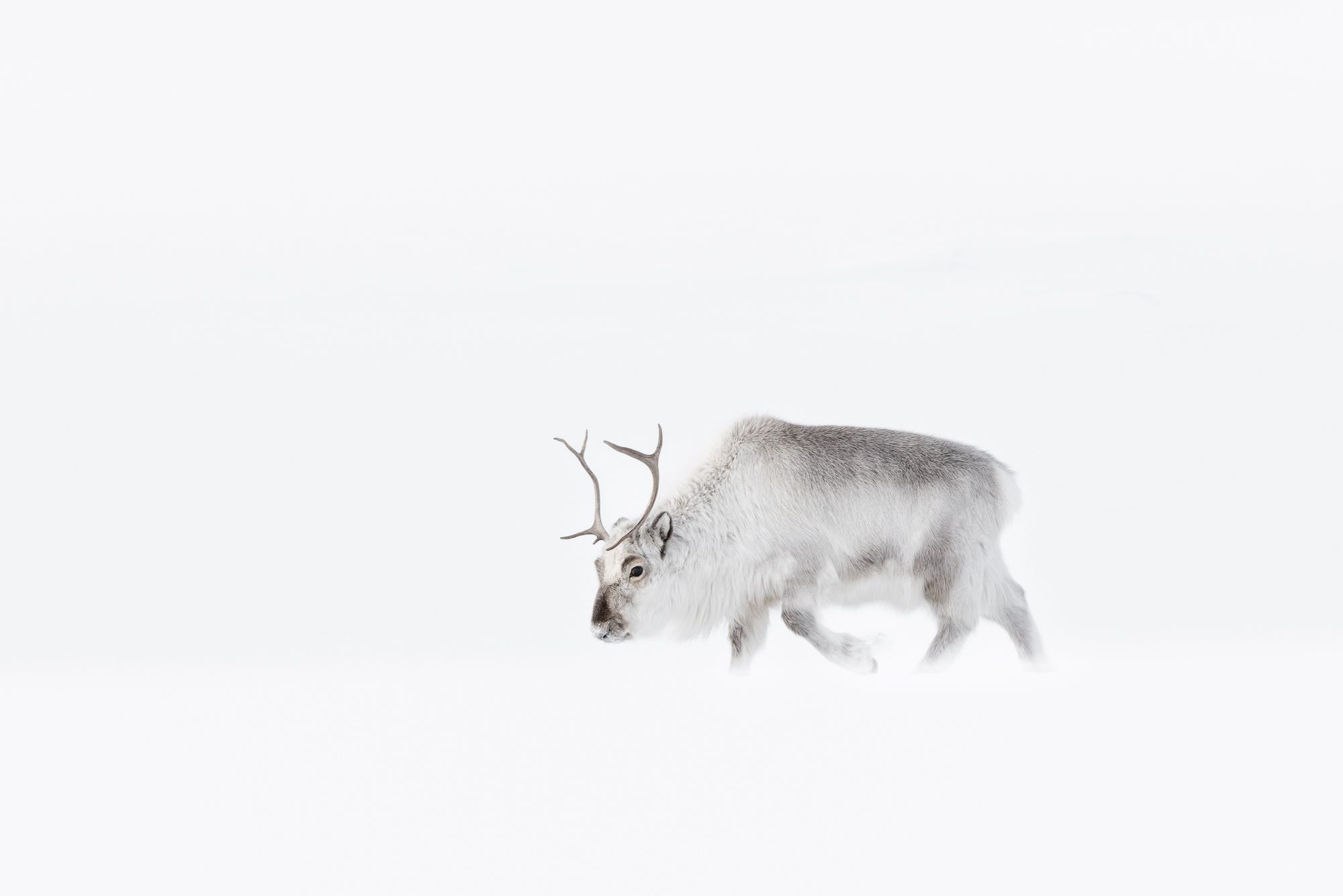 Reindeer in Snow in the Arctic