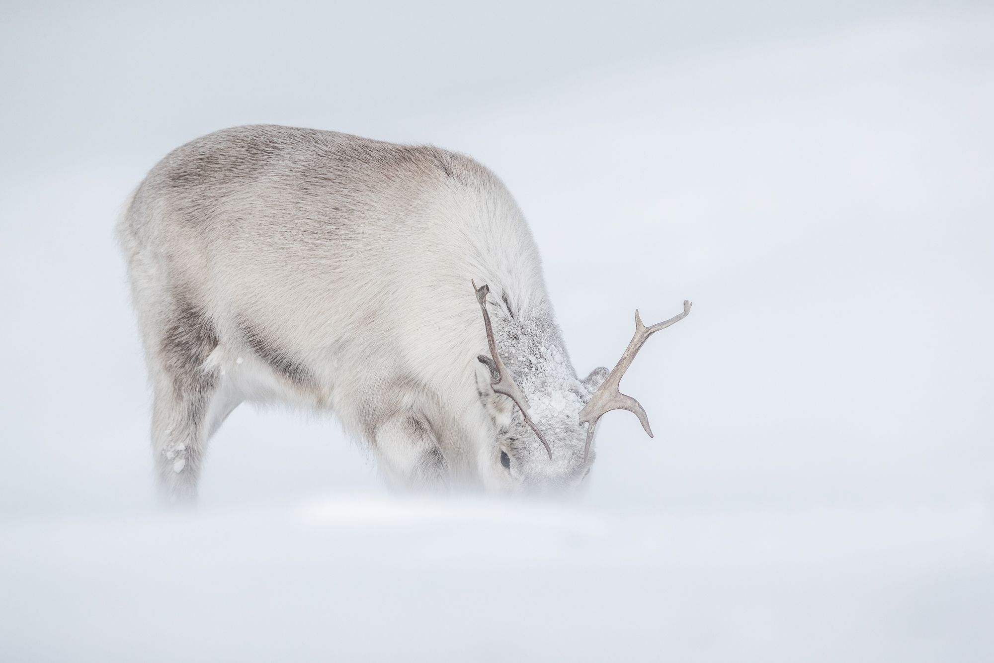 Reindeer in Snow in the Arctic
