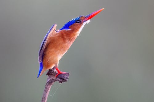 Malachite Kingfisher