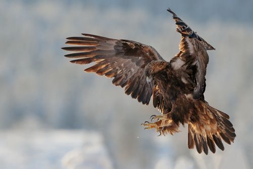 Golden Eagle with Talons
