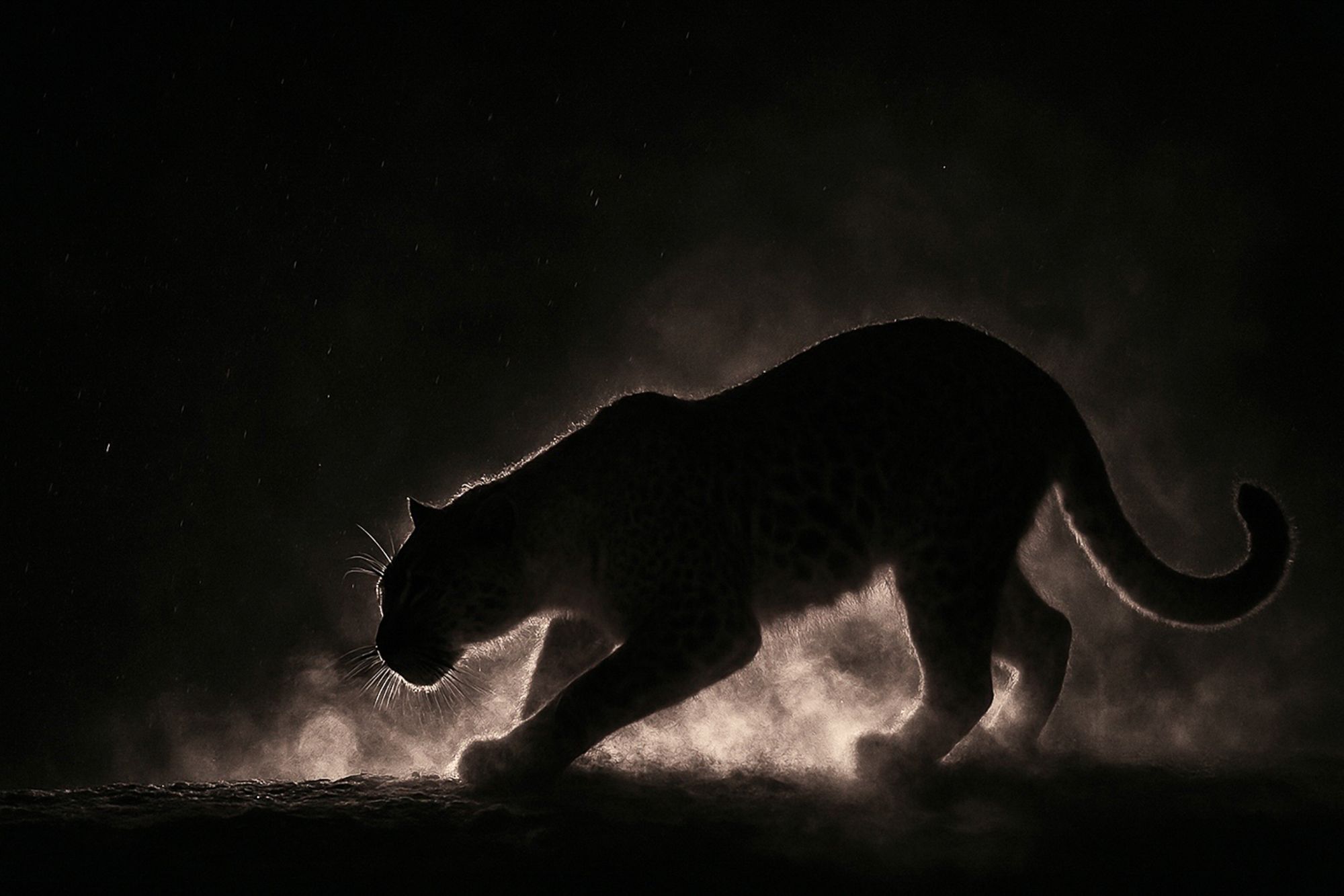 Back Lit Leopard