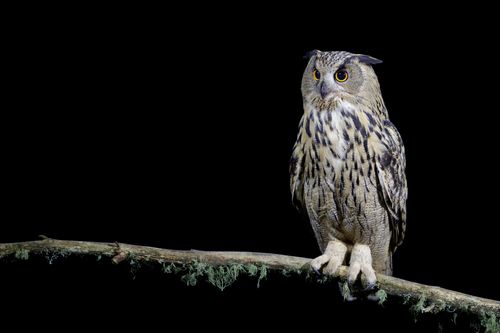 Eagle Owl at Night