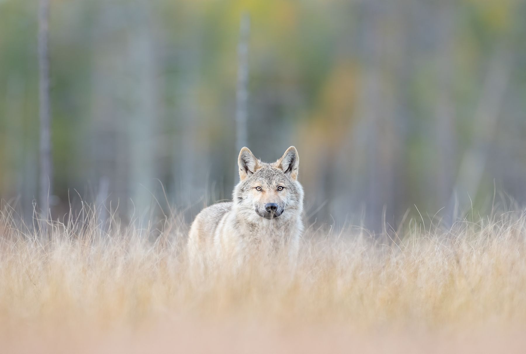Wolf on the Russian Border of Finland by Joshua Holko Wolf on the Russian Border of Finland