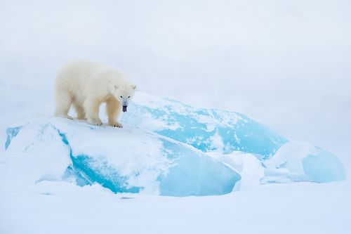 Svalbard Arctic Photography by Joshua Holko Svalbard-27.jpg