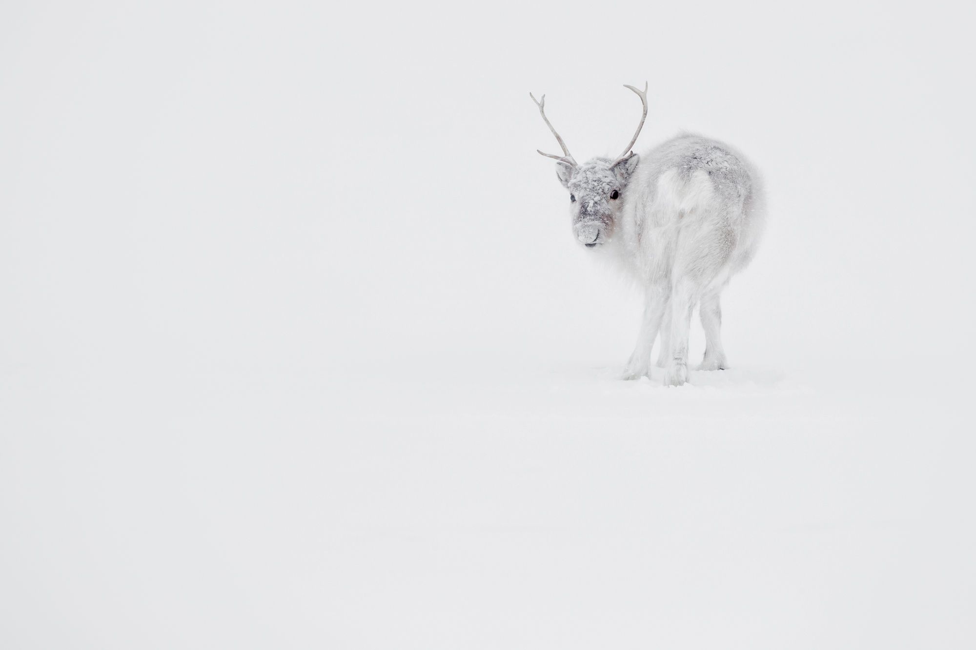 Reindeer in Snow in the Arctic