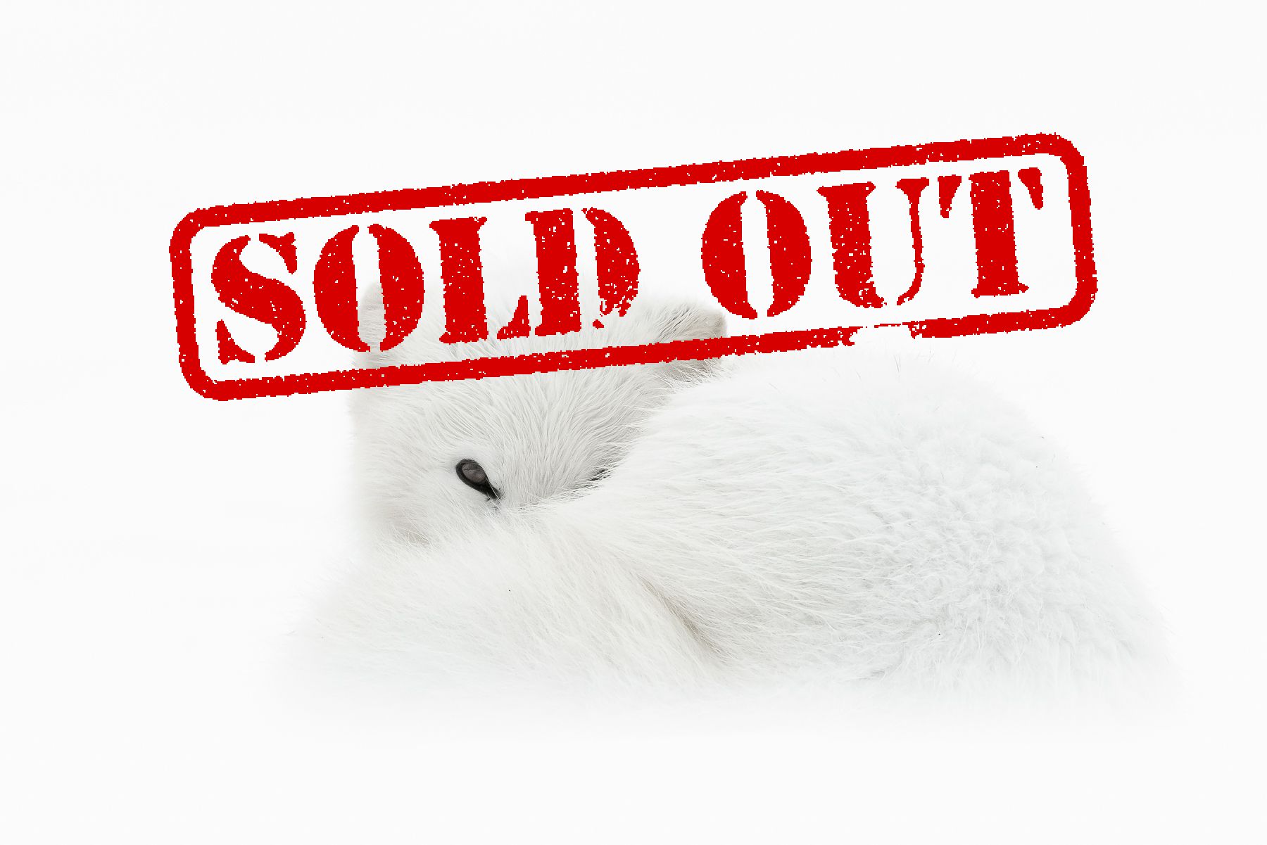 Arctic Fox Workshop