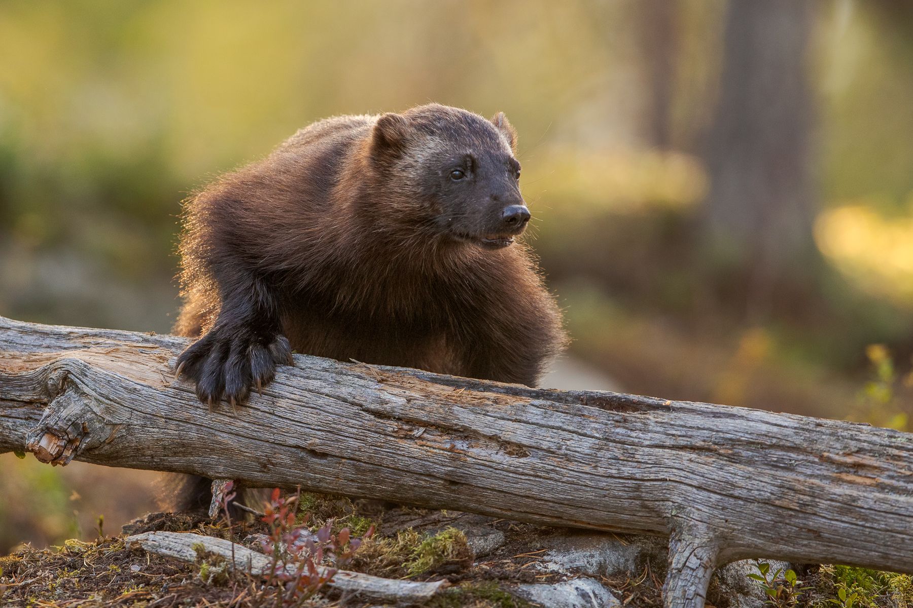 Wolverine and Wolves of Finland