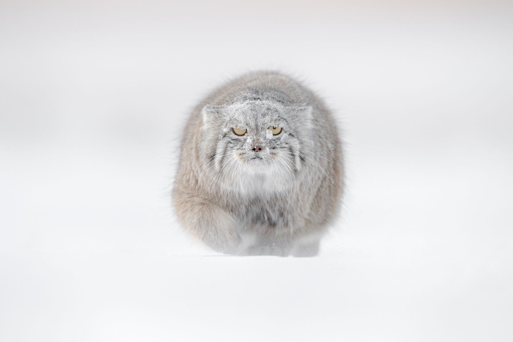 Pallas Cat in Snow in Winter in Mongolia