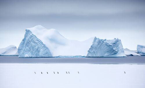 3_1marching_penguins_antarctica.jpg