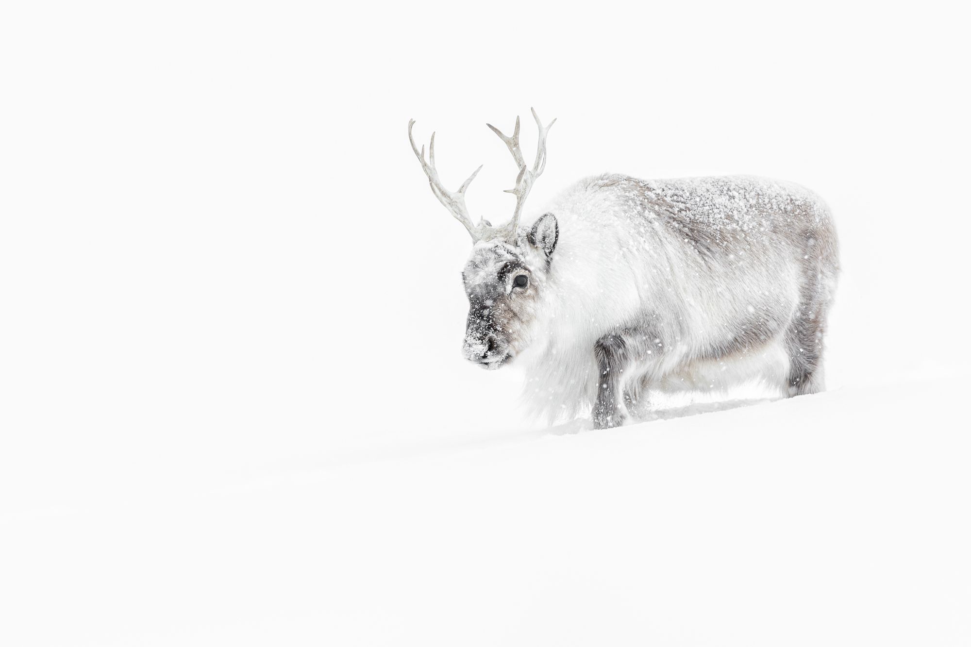 Svalbard Reindeer