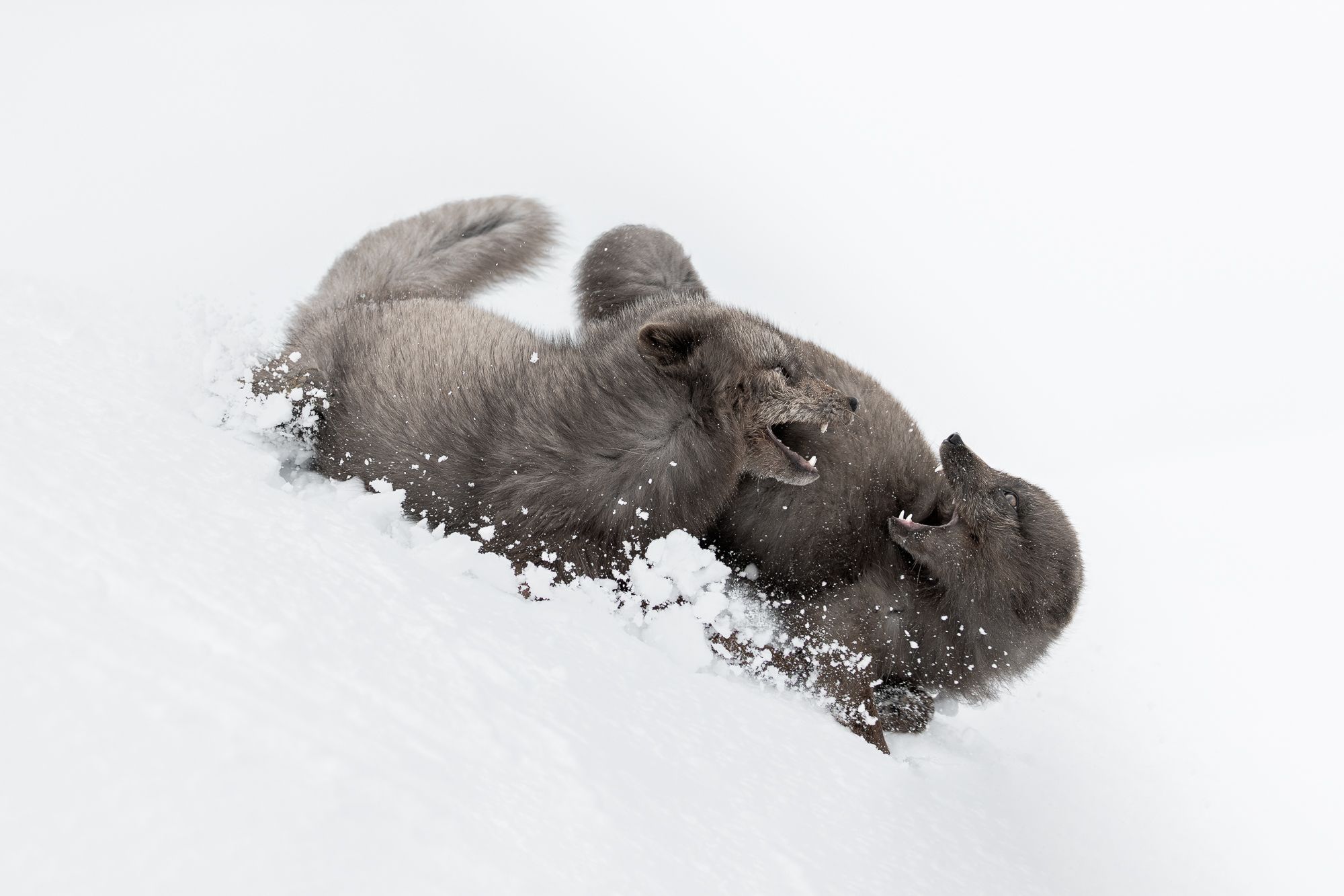 Blue Morph Arctic Fox