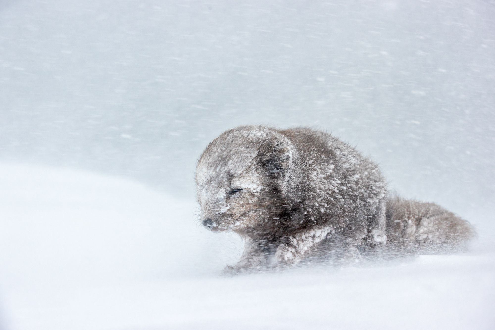Blue Morph Arctic Fox