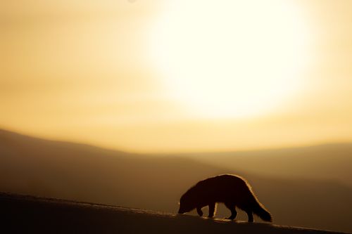 Arctic Fox Photography